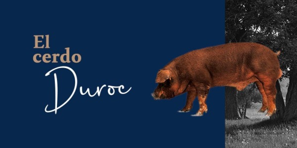 El cerdo Duroc